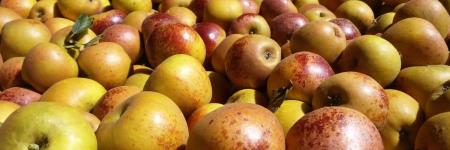 Llewellyns Orchard