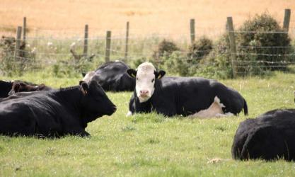Castlemine Farm