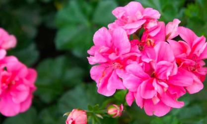 Delli’s Flower Studio