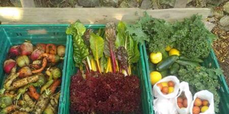 Farfield Farmacy