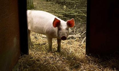 The Wooded Pig