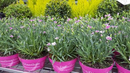 Rushbrook Plants