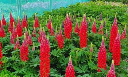 Kilmurry Nursery