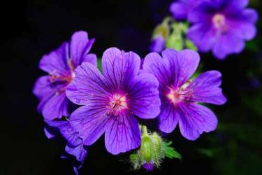 Tully Nurseries
