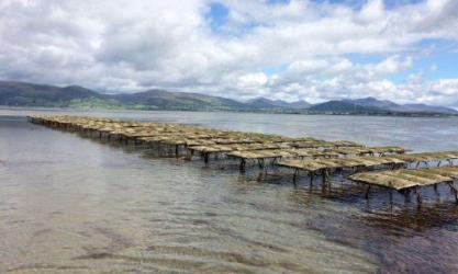 Cooley Oysters
