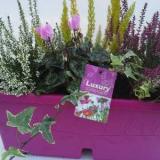 Doran Nurseries