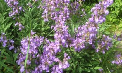 Herbs on Thyme