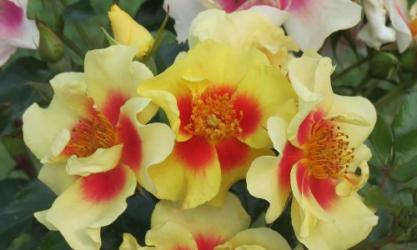 Hughes Roses