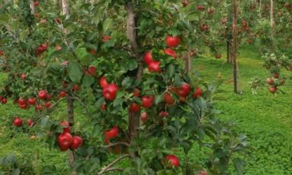 The Apple Farm