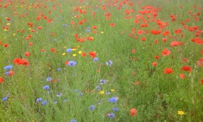 Wildflowers.ie