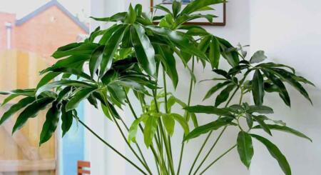 Hopeless Botanics