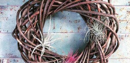 Air Plants Ireland