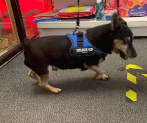 Victoria pet centre