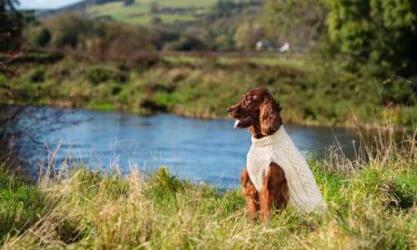 Irish Dog Designs