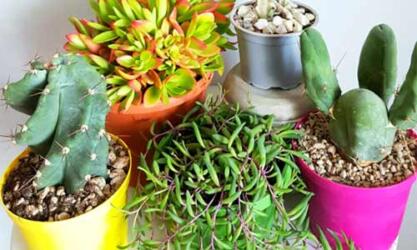 Plant Frenzy